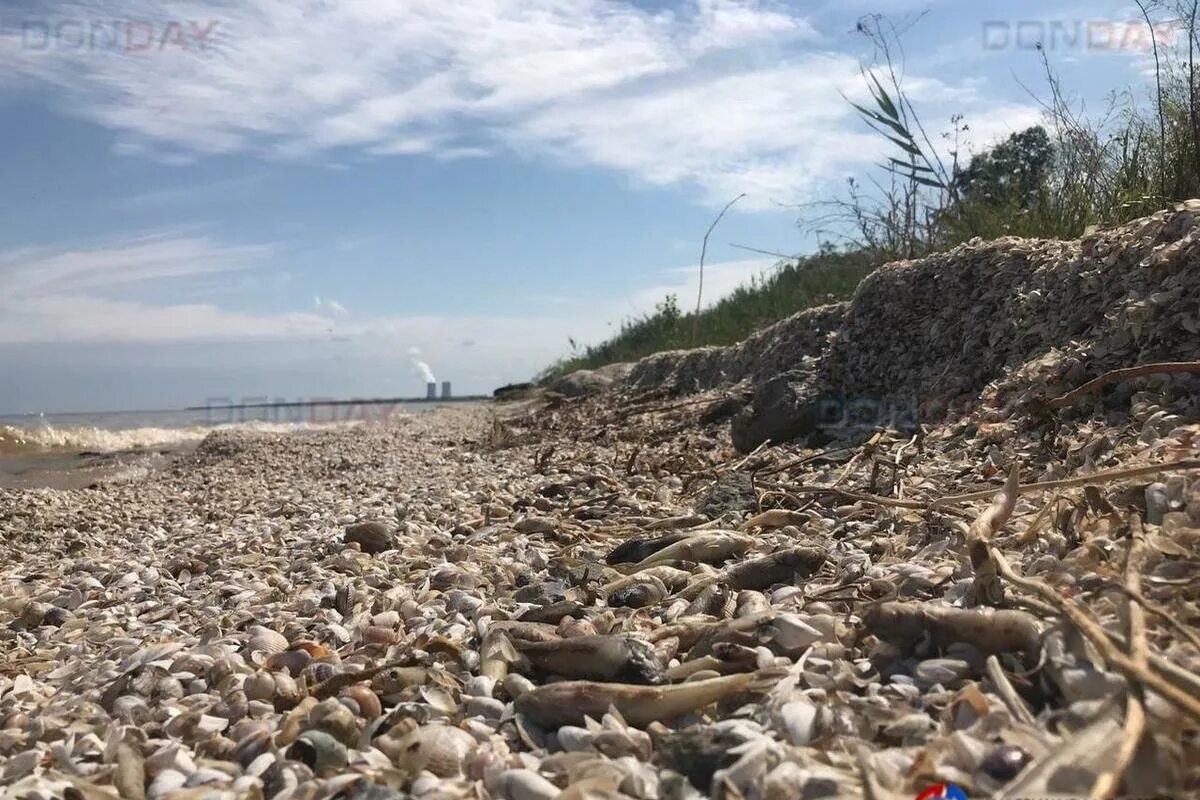 Рыба цимлянского водохранилища