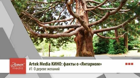 Дерево желаний артек