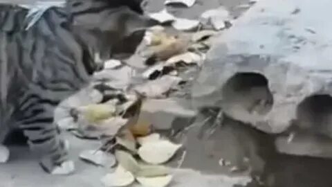 Быстро молниеносная