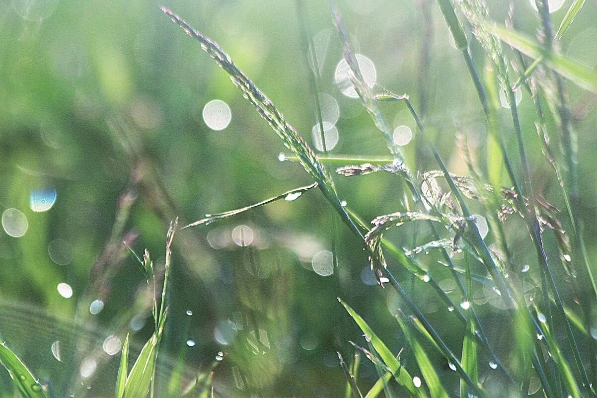 солнце после дождя. блеск после дождя. природа после дождя. выходит после дождя. а.