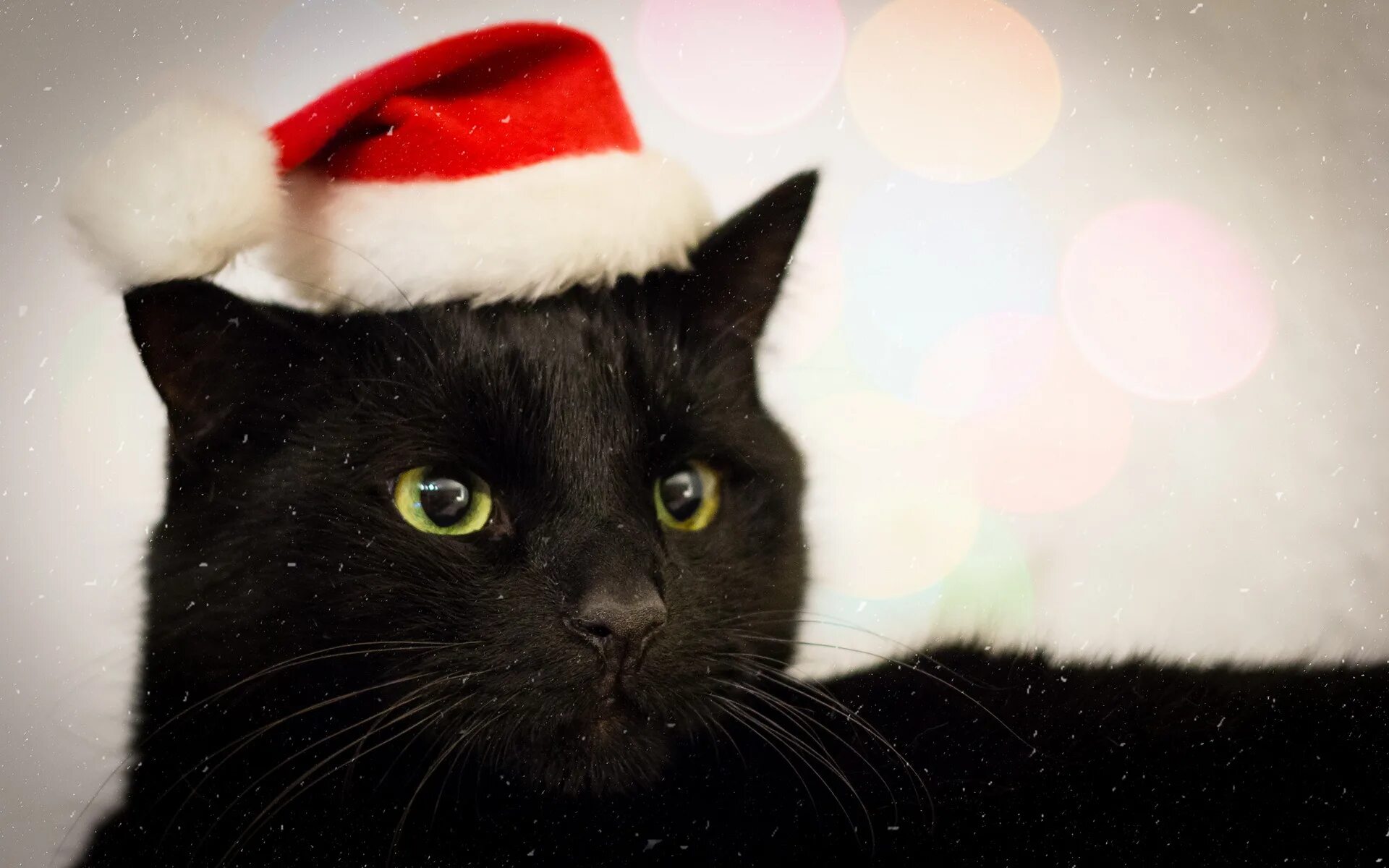Кошечка последний. Новогодние коты. Новогодний черный кот. Чёрный кот в новогодней шапочке. Черный кот новый год.