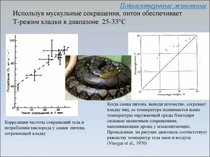 Температура тела змей