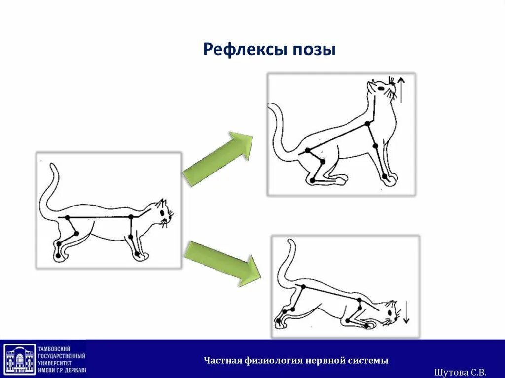 Практическая работа рефлексы. Рефлексы позы. Рефлексы положения физиология. Рефлексы позы физиология. Выпрямительный рефлекс физиология.