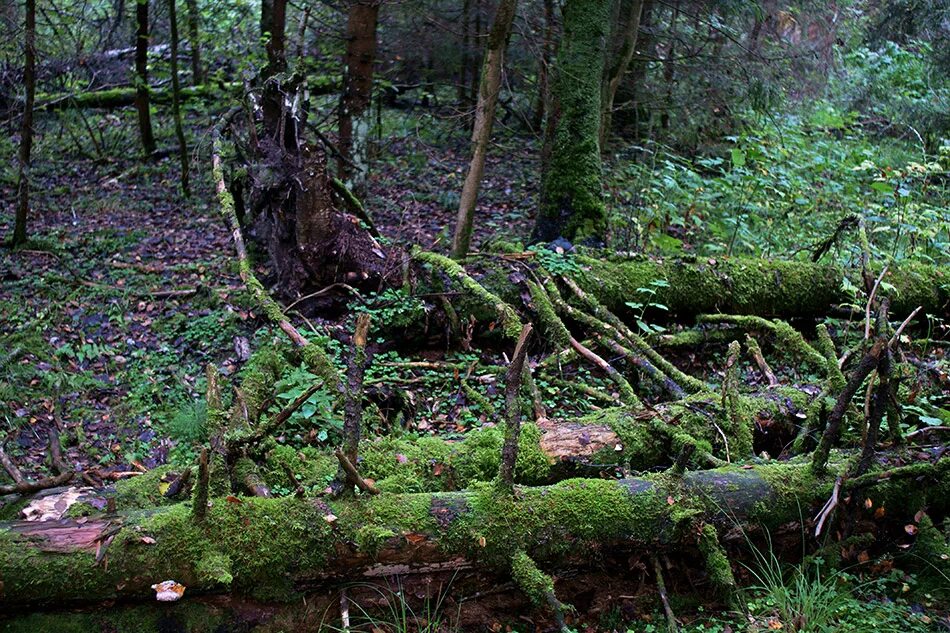 дремучий лес известный писатель. шишкин лесная глушь картина. дремучий лес известный писатель. лес полный сказок и чудес. тед несмит толкин.