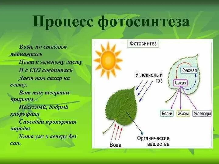 Путь фотосинтеза в воде. Схема фотосинтеза у растений. Фотосинтез хлорофилл растений. Хлорофилл фотосинтез. Схема процесса фотосинтеза.