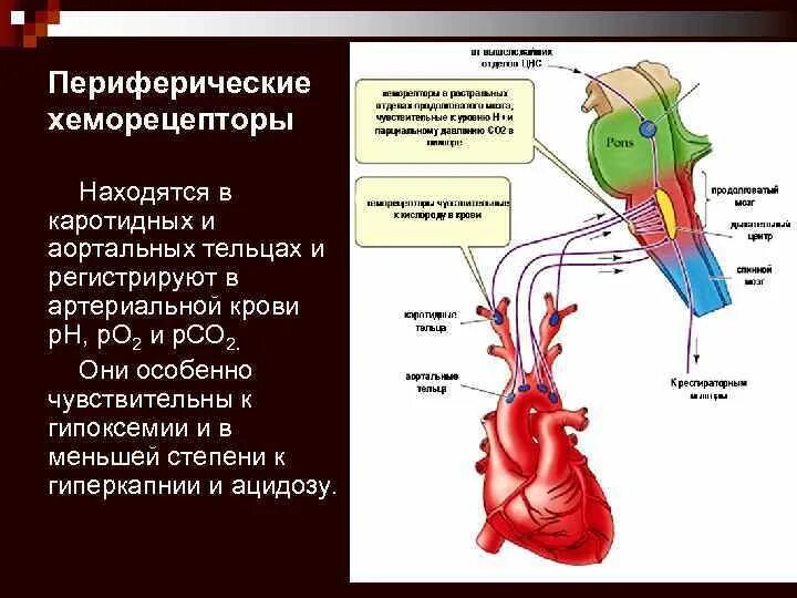 Содержит центры дыхательных рефлексов. Хеморецепторы это физиология. Хеморецепторы дуги аорты. Хеморецепторы дыхания физиология. Хеморецепторы сердца.