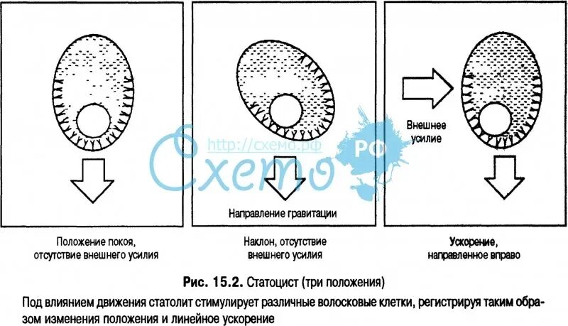 Статоцисты это