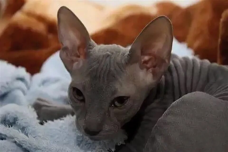 Донской сфинкс котята. Донской сфинкс кошка. Сфинкс 2 месяца одежда. Петерболд с голубыми глазами. Донской сфинкс уход.
