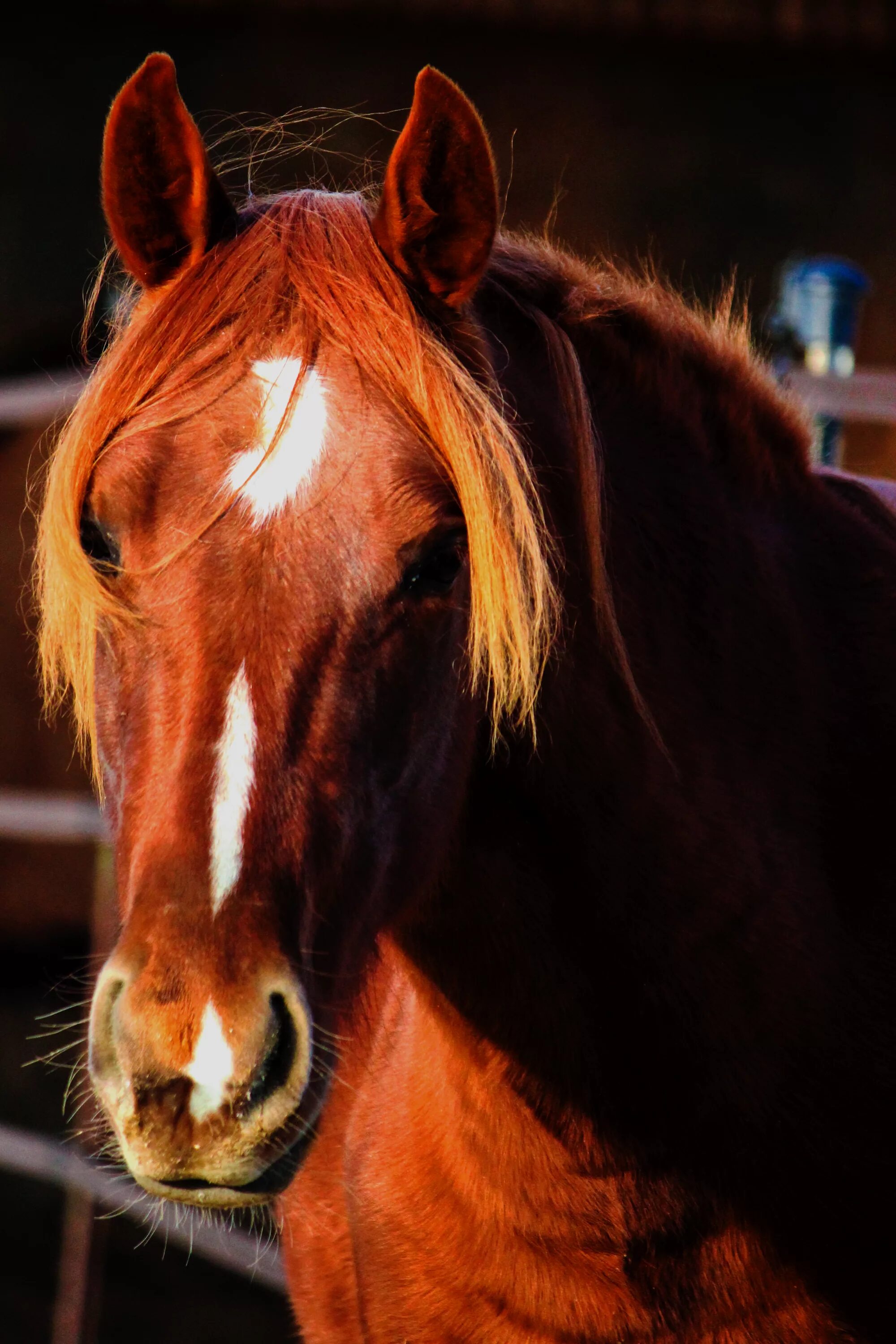 звук коня. лошадка со звуком. включи звук лошадки. гордая лошадь. включи звук лошадки.
