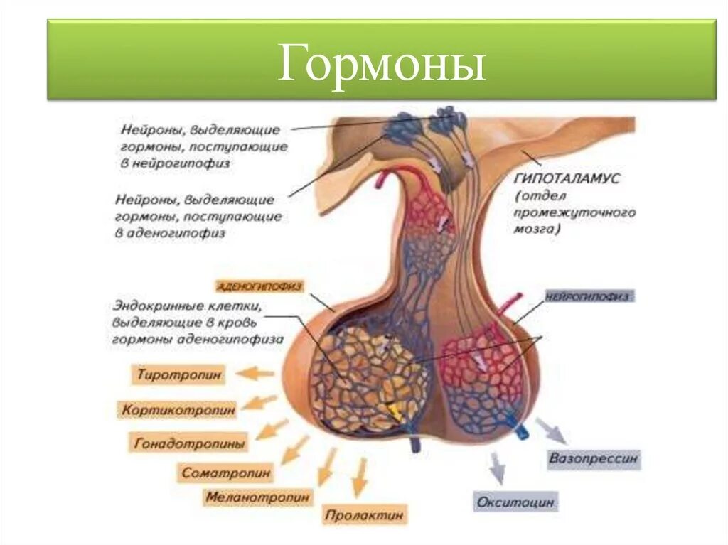 Гормоны переднего гипофиза. Строение гормонов передней доли гипофиза. Анатомические структуры передней доли гипофиза.