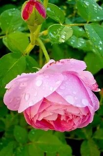 Roses taking