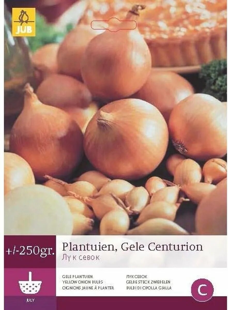 Лук центурион f1. Лук сорт центурион описание сорта отзывы. Лук севок сорт геркулес. Лук севок стурон центурион. Лук сорт центурион описание сорта отзывы.