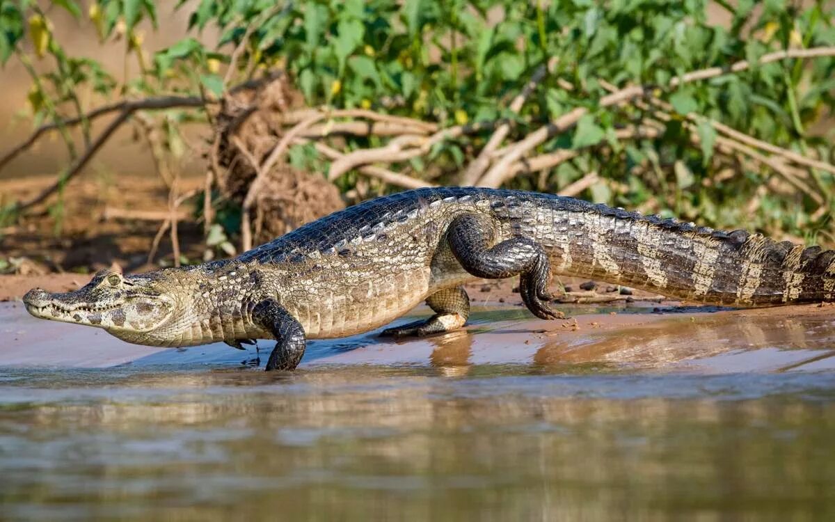 Кайман животное. Крокодиловый Кайман. Крокодиловый Кайман Caiman crocodilus. Крокодиловый (очковый) Кайман. Парагвайский Кайман.