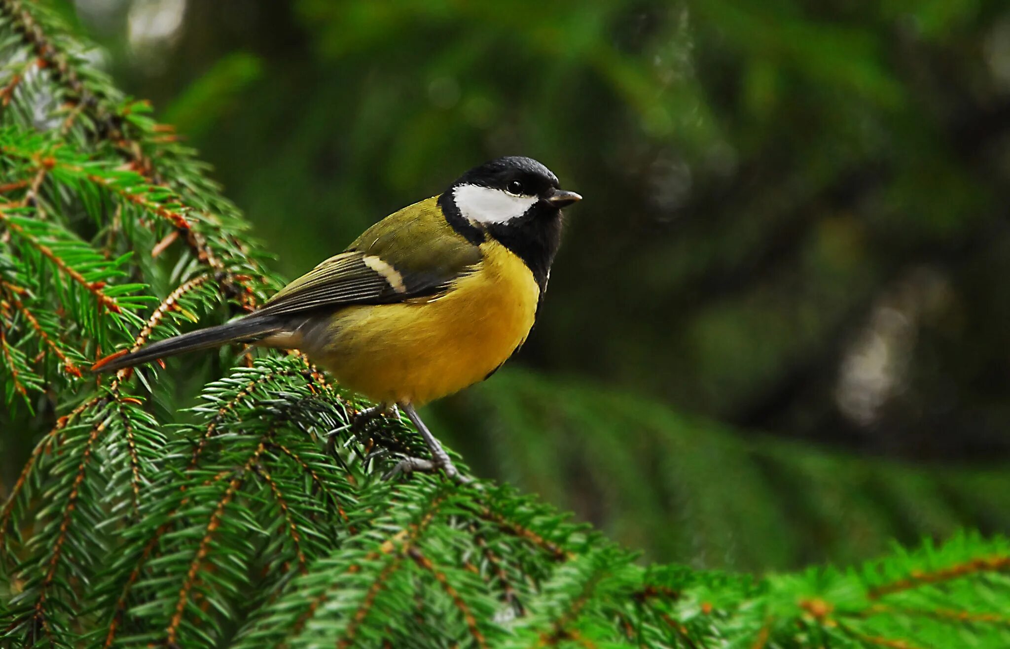 синичка питается. синица живет в лесу. синицы забайкалья. птичка синичка лесная. синица лазаревка в лесу.