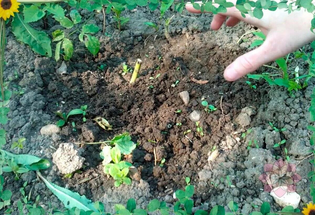 Пересадка в сентябре. Посадка флоксов. Флоксы многолетние посадка весной. Правильная посадка многолетников в почву. Глубина посадки флоксов.