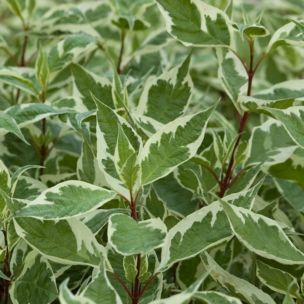 Дерен Cornus Alba sibirica. Дерен белый Cornus Alba Argenteomarginata. Дёрен белый Argenteomarginata.