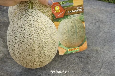Дыня карамелька
