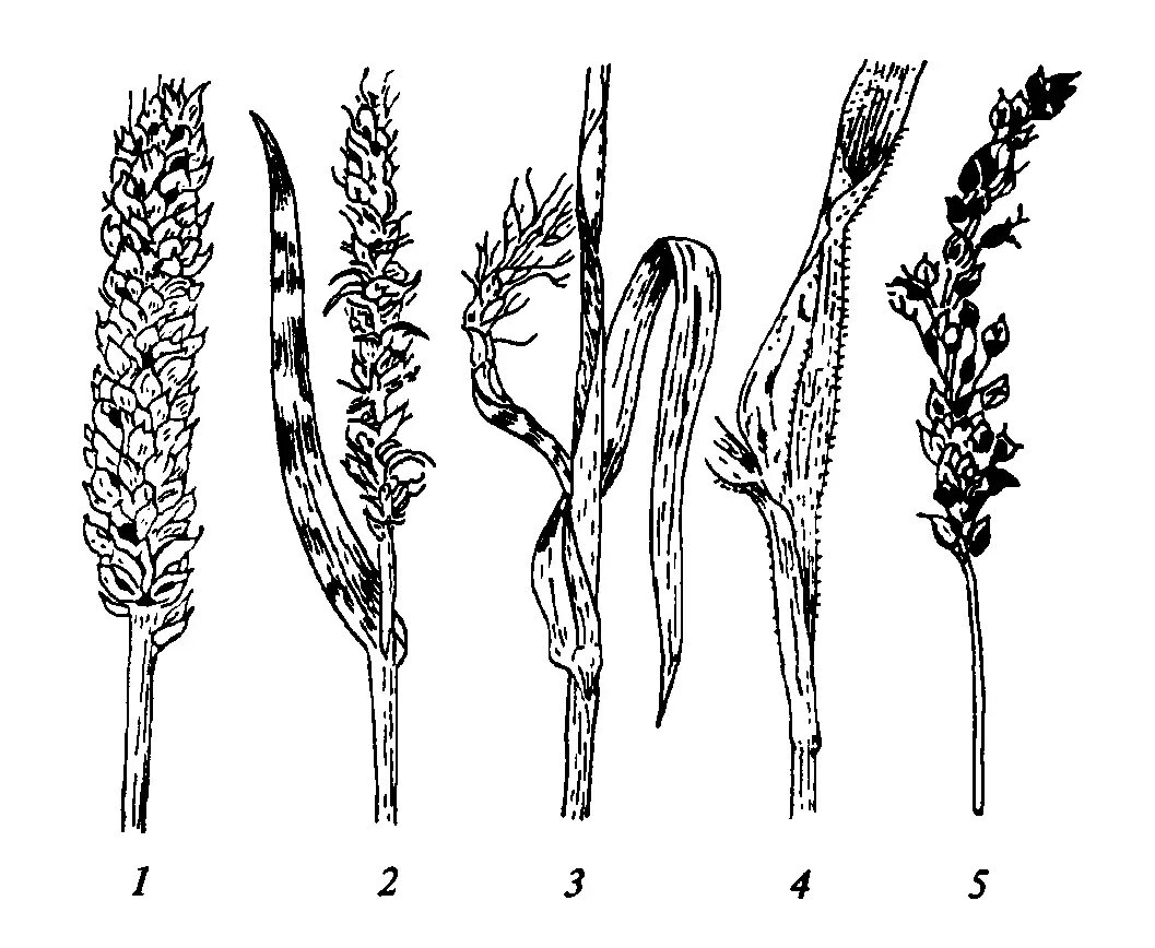 Головня овес. Ustilago tritici пыльная Головня пшеницы. Головня хлебных злаков. Пыльная Головня ржи. Пыльная Головня овса.