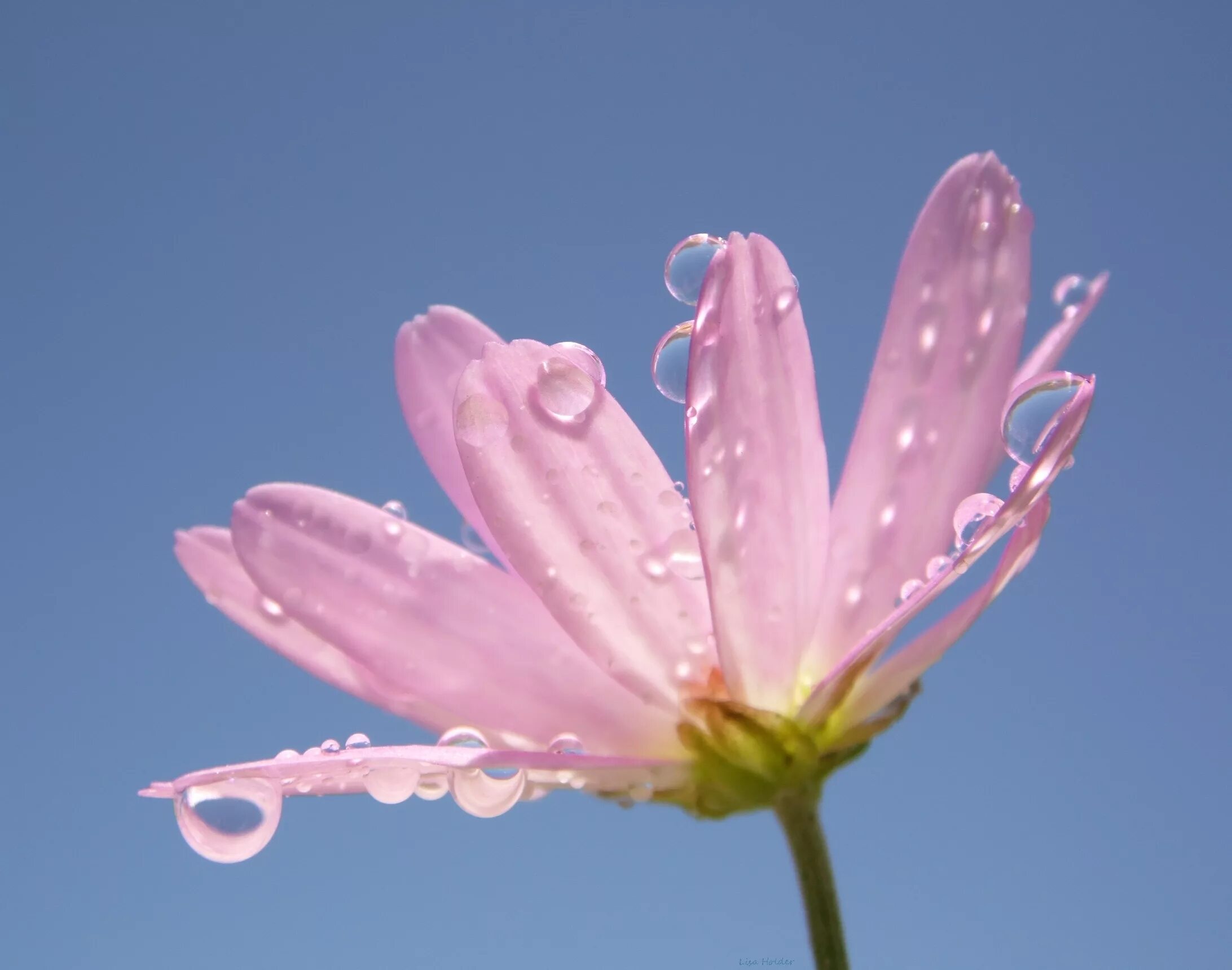 Drop flowers. Цветочки макро. Цветы в росе. Роса на цветах. Розовые цветы.