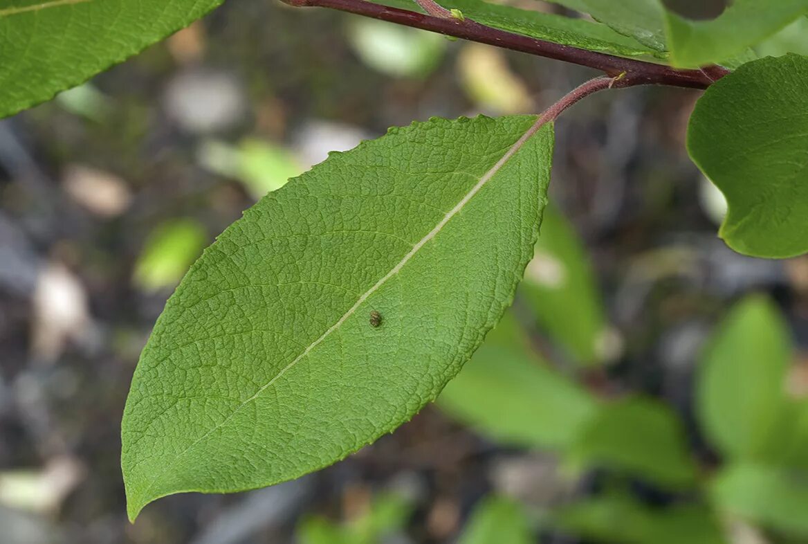 Бредина 6 букв. Ива Козья бредина. Ива Козья Salix caprea. Ива бредина (Salix caprea). Salix caprea листья.