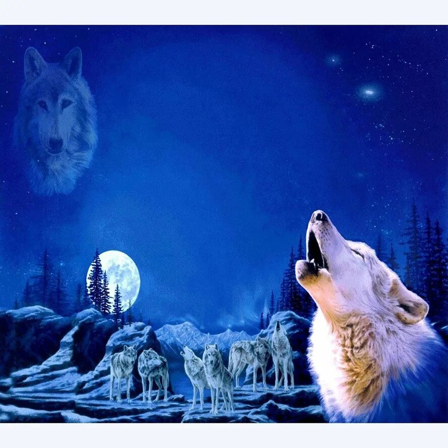 Воющий волк. Там волки воют. Одинокий волк. Волк воет на луну. Там волки воют.