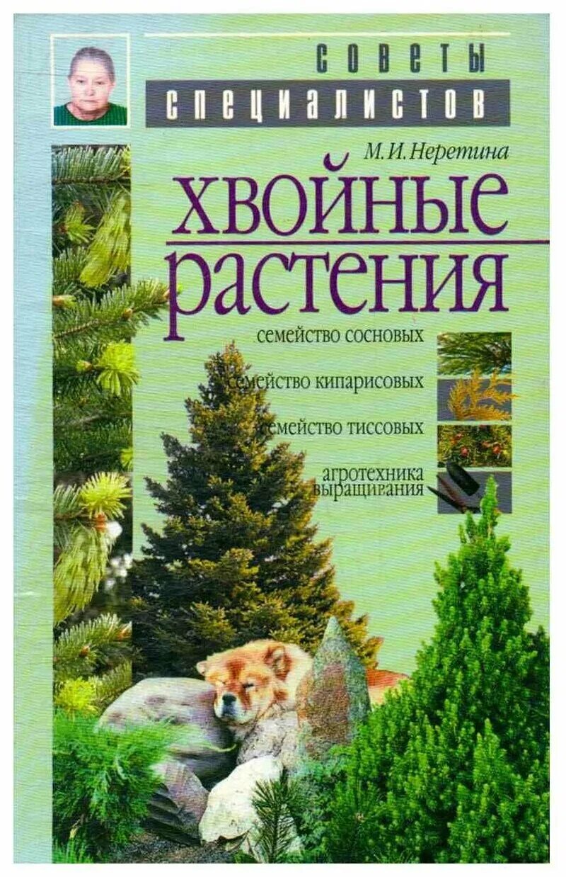 Книги хвойных. Книга хвойные. Хвойники книжка. Книги о выращивании хвойных. Хвойные растения книга, л. с. Плотникова.