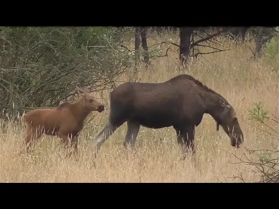 Лоси. Лось лосиха лосенок. Лось. Летом лоси на лугу.