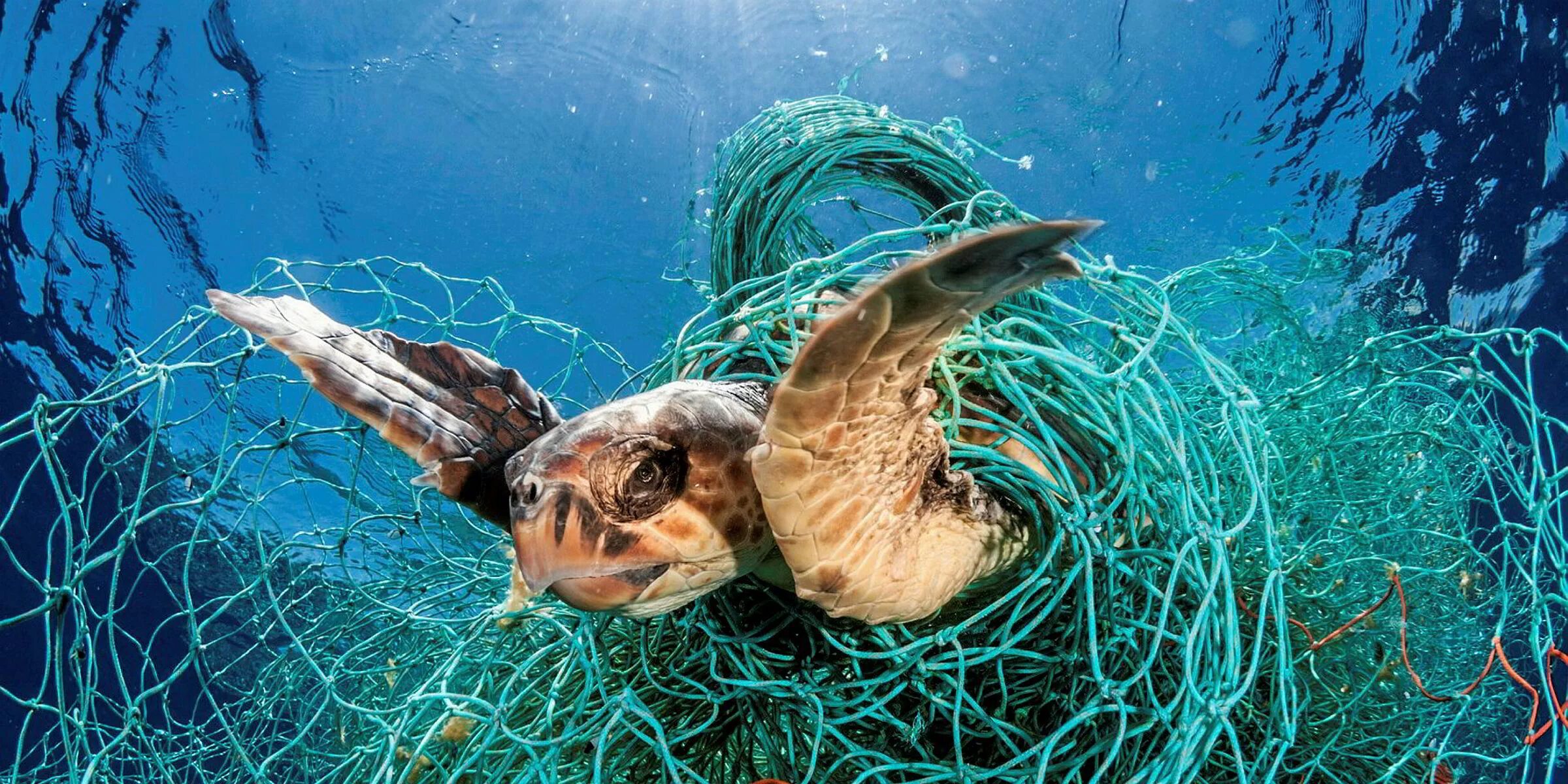 Рыба страдает. Морские животные в мусоре. Морские животные пострадавшие от пластика. Спасение морских животных.