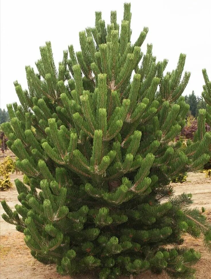 Сосна нигра описание. Сосна Горная Орегон Грин. Pinus nigra Oregon Green. Сосна черная Oregon Green. Сосна черная Пирамидалис.