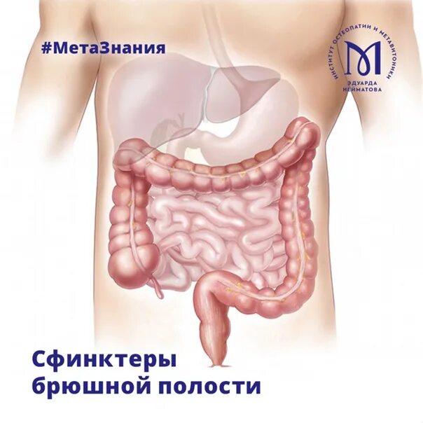 Сфинктеры брюшной полости. Сфинктеры кишечника человека схема. Строение брюшной полости сфинктер. Сфинктеры на протяжении пищеварительного тракта.