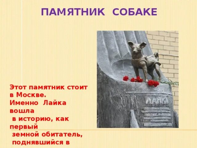 Памятник собаке лео. Памятник собаке в турции. Памятник собаке изложение. Памятник собаке изложение. Памятник собаке в ленинграде.