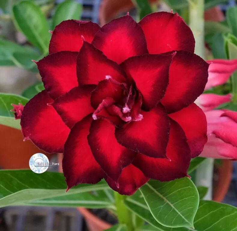 Adenium obesum. семена адениума обесум. адениум обесум ко 196. адениум семена. адениум обессум росток.