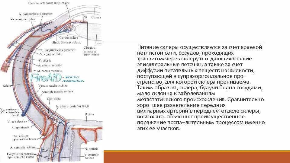 Роговица состоит из 5 слоев. Сосуды и нервы органа зрения. Кровоснабжение и иннервация роговицы. Путь водянистой влаги. Хориоидея глаза анатомия.
