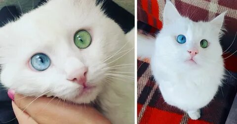 Можно ли котятам открывать глаза