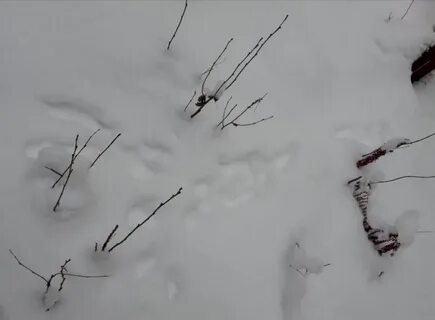 По их следам по их дорогам