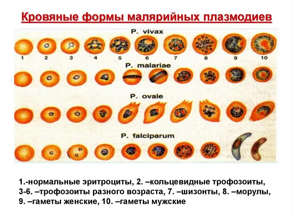 Формы малярийного плазмодия. Эритроцитарные шизонты малярийных плазмодиев. Стадии развития малярийного плазмодия в эритроцитах. Юный трофозоит малярийного плазмодия.