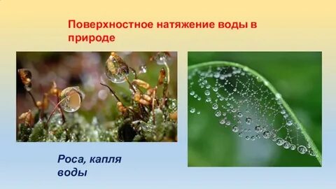 Поверхностное натяжение в природе