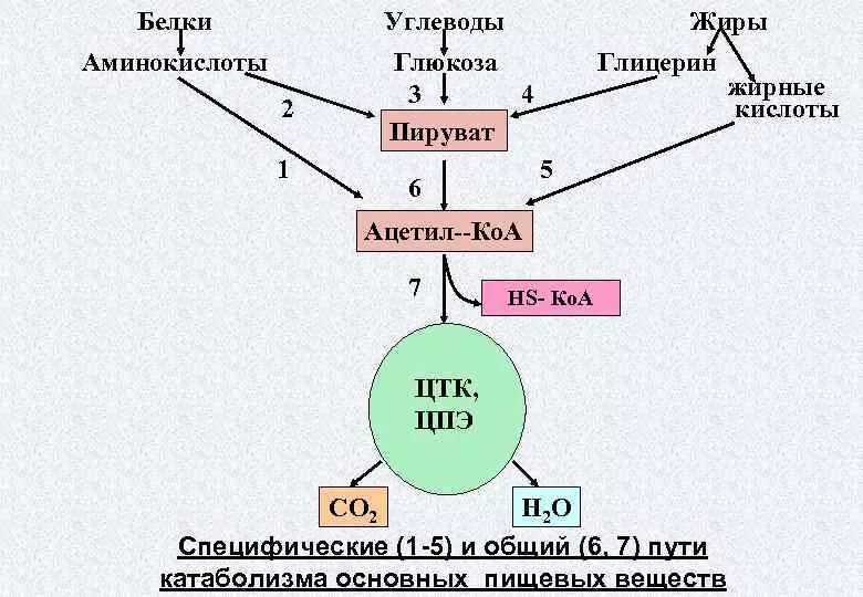 Синтез белка из жира. Схема превращения углеводов в жиры. Схема превращения аминокислот в жиры. Схема обмена белков и жиров. Схема обмена белков жиров и углеводов в организме человека.