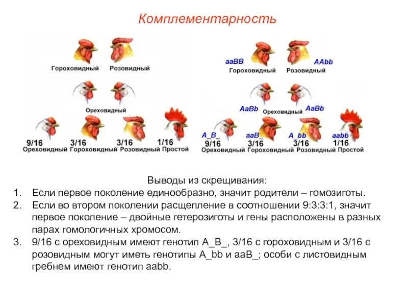 При скрещивании курицы с листовидным гребнем. Задачи на комплементарность генетика. Комплементарность типы расщепления. Задачи на комплементарное взаимодействие генов. Взаимодействие генов комплементарность.