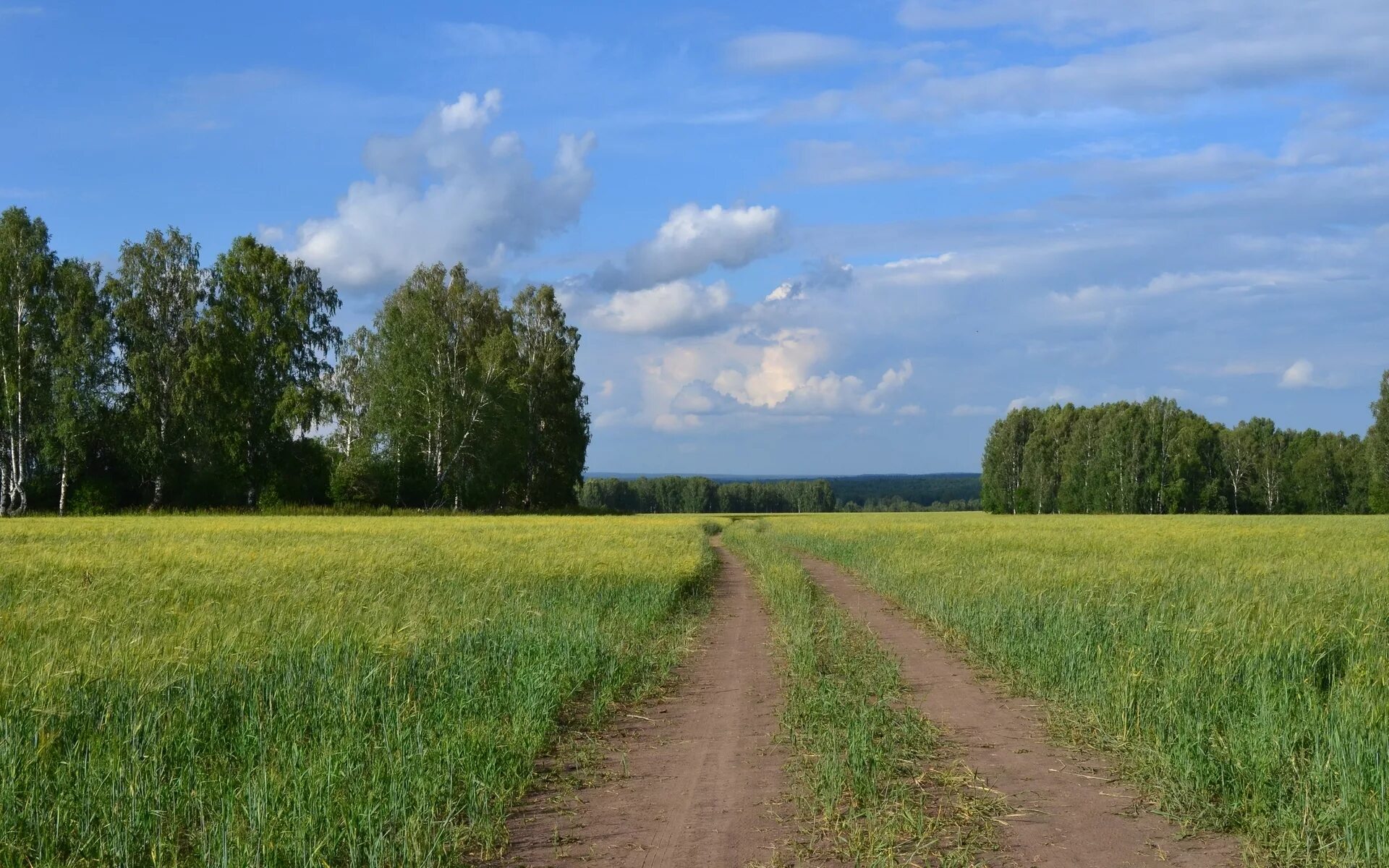 Вдали ближе к роще. Деревенская природа. Лес вдали. Природа поле. Поле в деревне летом.