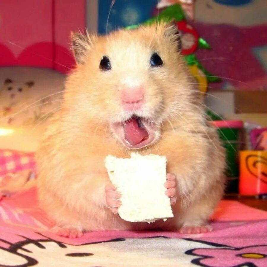 Убирает за хомяком. Stylish hamster. Pet hamster. Hamster на сегодня. Сирийский золотистый хомячок.