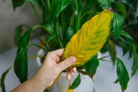 Почему у спатифиллума скручиваются листья