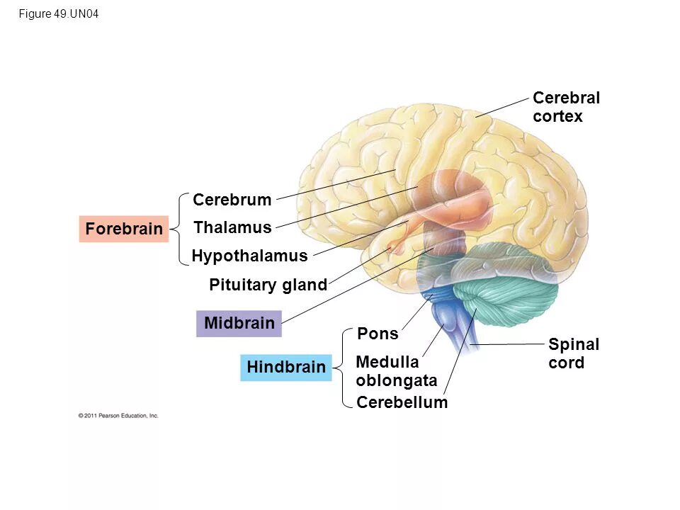 Cortex sound blaue monarchie vol 3. Forebrain midbrain hindbrain. pons midbrain. cerebral cortex. midbrain anatomy.