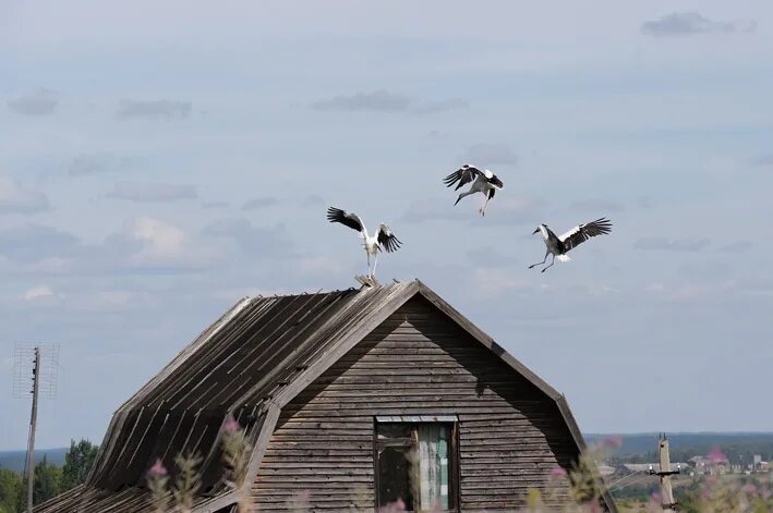 Белые птицы кружат над крышами слушать. Птицы кружат над домом. Ворона над домом. Белые птицы кружат над крышами. Аиста Островец.