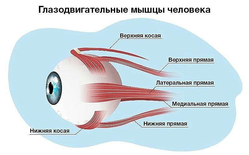 Анатомия глазодвигательных мышц глаза. Мышцы глазного яблока схема. Глазодвигательные мышцы глаза строение. Глазодвигательные мышцы анатомия строение. Места крепления глазодвигательных мышц