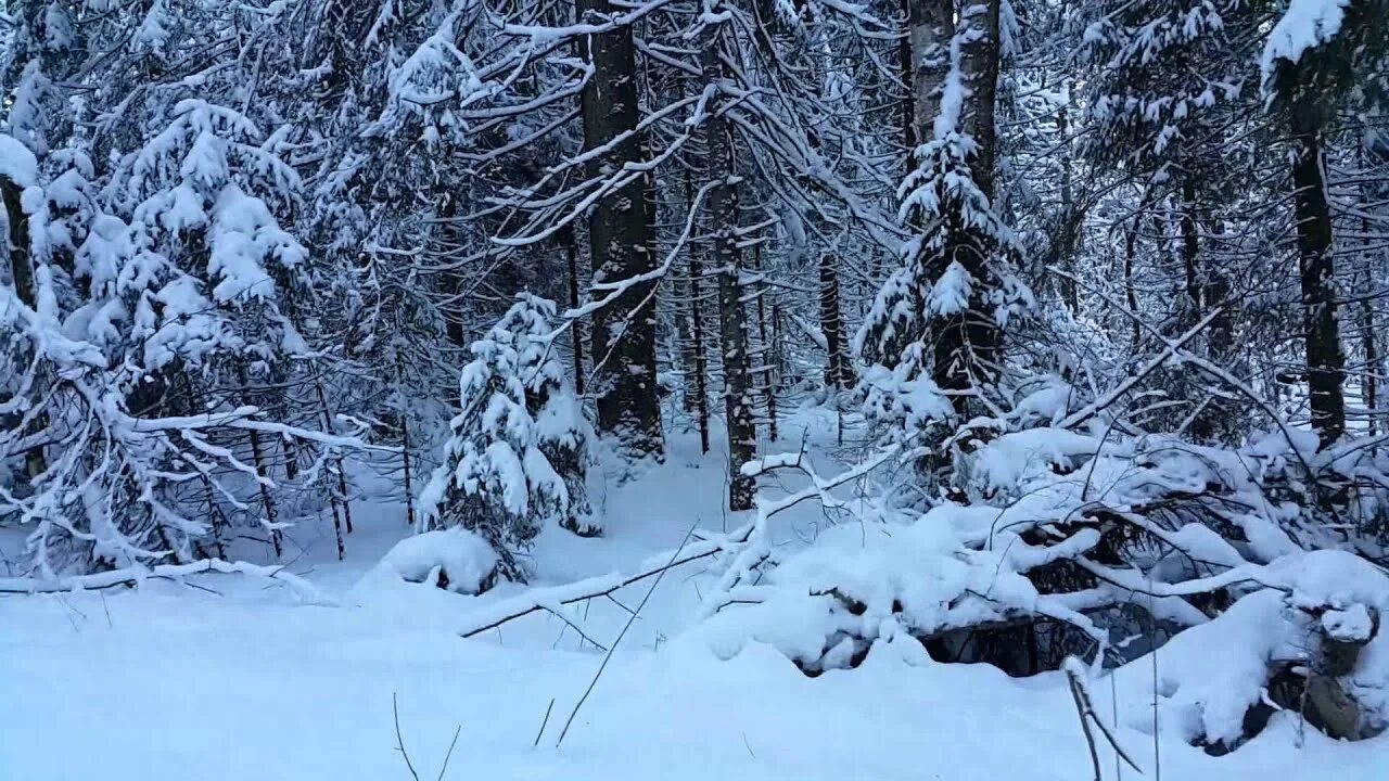 В лесу зимой можно. Бурелом зимой в лесу. Много снега в лесу. Русская зима лес. Дремучий зимний лес.