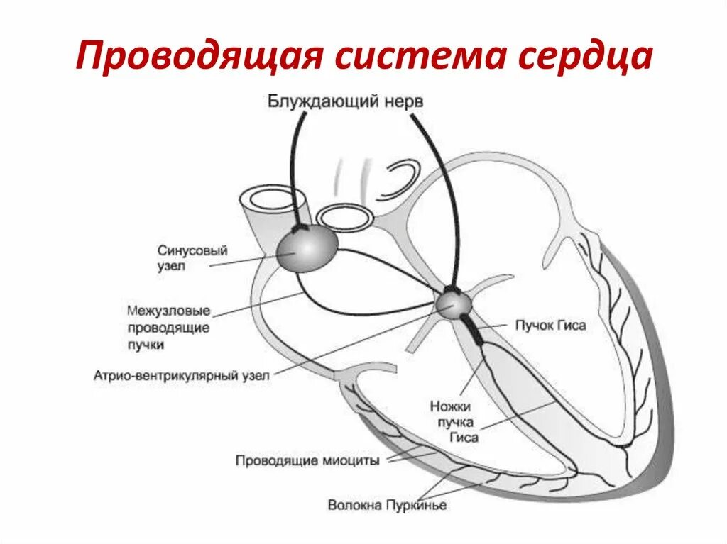 Строение нервного узла. Проводящая система сердца узлы пучки волокна. Схема проводящих путей сердца. Проводящая система сердца синусовый узел. Схема узлов и Пучков проводящей системы сердца.