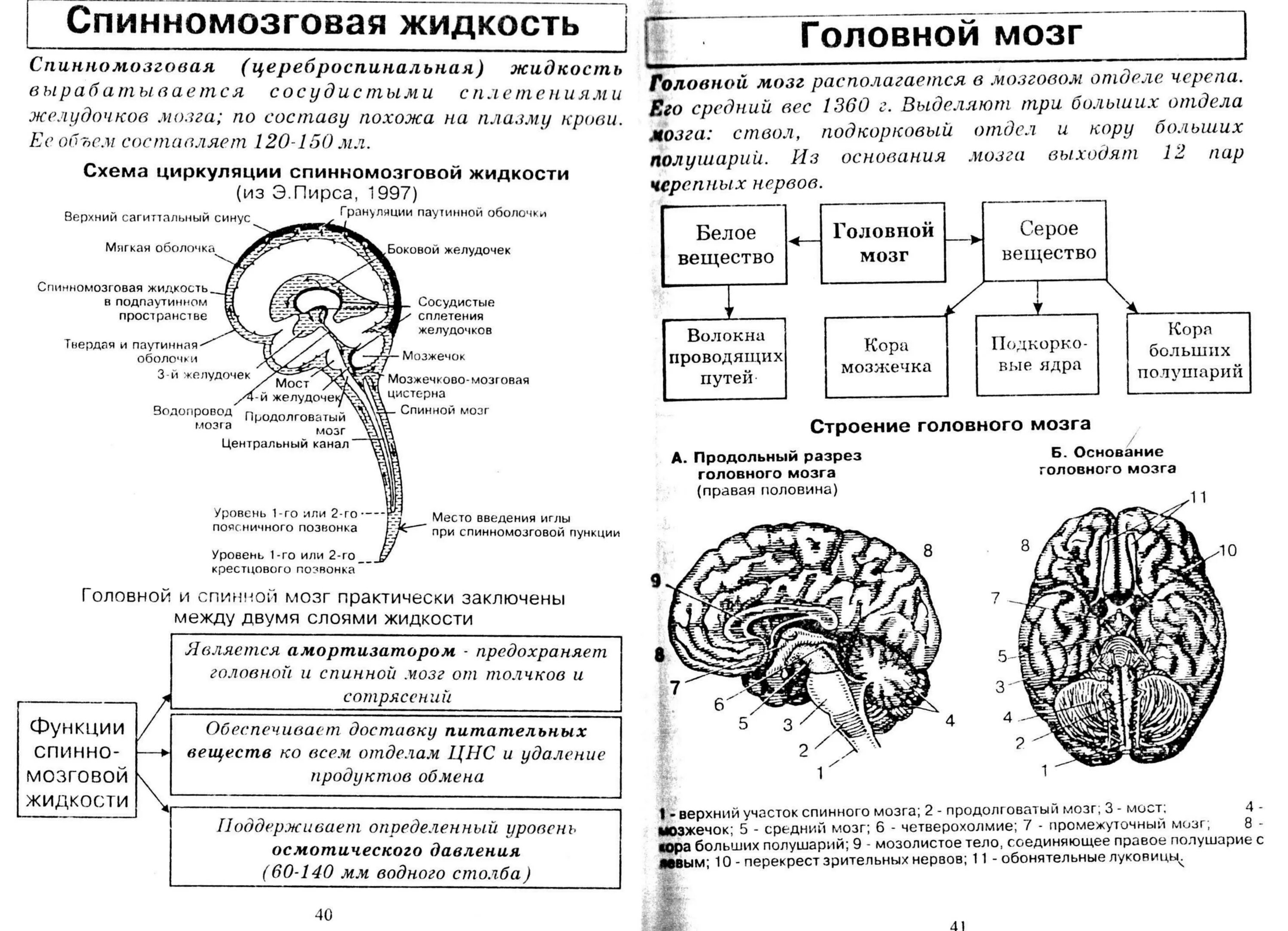 Головной мозг человека строение и функции таблица. Головной мозг отделы и функции егэ биология. головной мозг таблица егэ. головной мозг человека строение и функции егэ. таблицы строение головного мозга и спинного мозга.