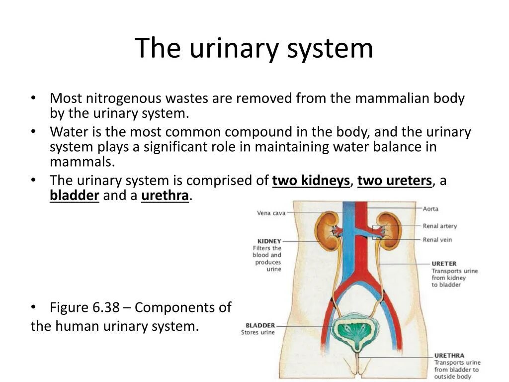 Urinary system. Urinary System functions. Urinary System components. Таблица Urinary System.