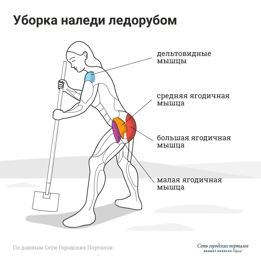 Какие мышцы работают при чистке снега. Какие мышцы работают при уборке снега лопатой. какие мышцы задействованы при уборке снега лопатой. мышцы задействованные при уборке снега. работа мышц при уборке снега.
